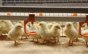 国内单体最大非笼养蛋鸡养殖基地在川投产